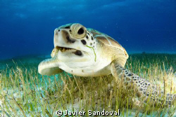green sea turtle eating sea grass Cancun Mexico by Javier Sandoval 